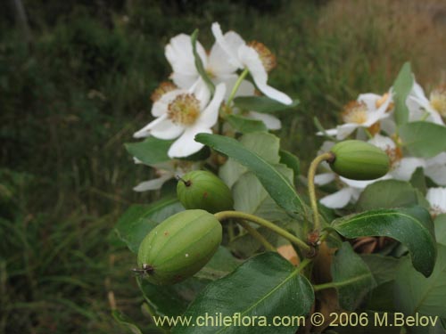 Imágen de Eucryphia cordifolia (Ulmo). Haga un clic para aumentar parte de imágen.